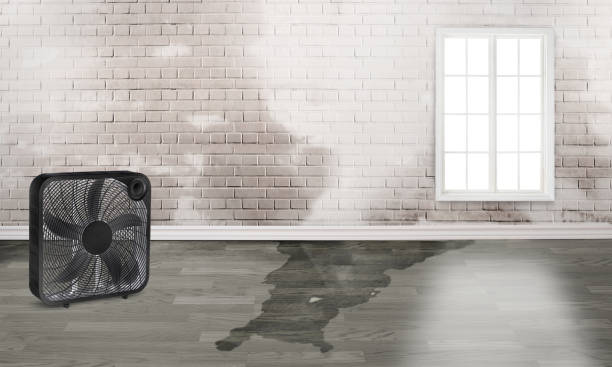 Best Local water damage restoration  in Oxford, MS